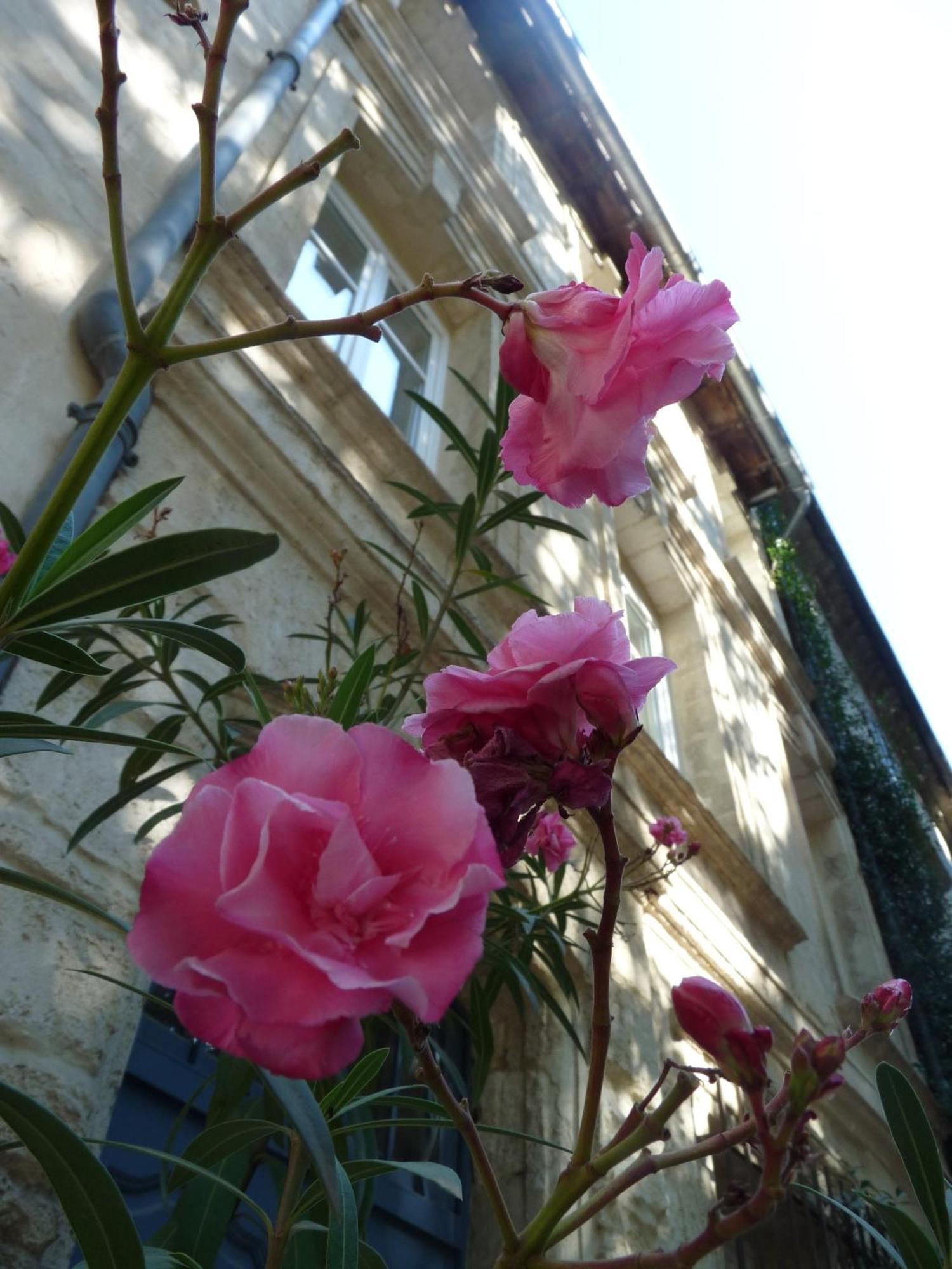 Le Limas Bed and Breakfast Avignon Buitenkant foto